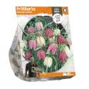 Baltus Fritillaria Meleagris Mixed bloembollen per 10 stuks